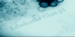 Ruch pantofelka (Paramecium caudatum)