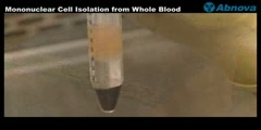 Mononuclear Cell Isolation from Whole Blood