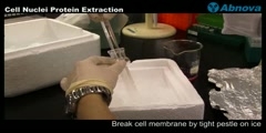 Cell Nuclei Protein Extraction