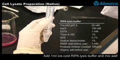 Cell Lysate Preparation (Native)