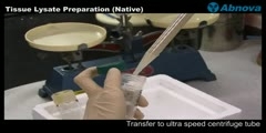 Tissue Lysate Preparation (Native)