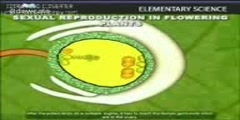 Sexual reproduction in flowering plants