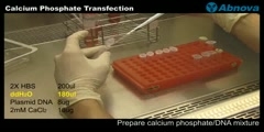 Calcium Phosphate Transfection