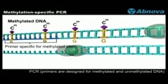 Methylation-specific PCR