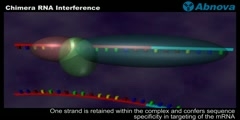 Chimera RNA Interference