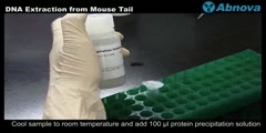 DNA Extraction from Mouse Tail