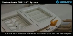 Western Blot - SNAP i.d System