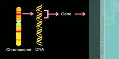 Genes, chromosomes, prions