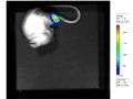 BLI Tumor