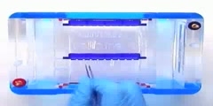 Gel Electrophoresis Art