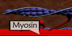 Structure of muscle and mechanism of contraction