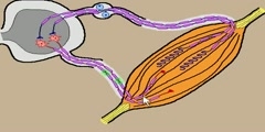 Control of muscle contrition by the spinal cord