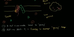 Transport of sodium and potassium across the plasma membrane