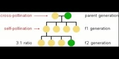 Mendelian Genetics