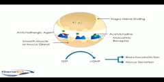 Anticholinergics (mechanism of action causing bronchodilatat