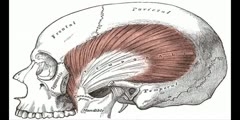 Temporal Muscle