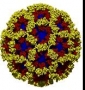 Diversity of Life: Introduction to Viruses ( Seminar )