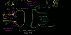 Neuronal Synapses (Chemical)