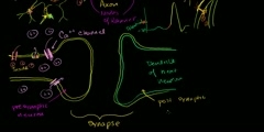 Neuronal Synapses (Chemical)