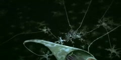 Neurotransmitter Synapse 3D Animation