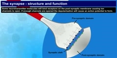 Structure and function of synapse
