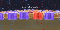 The Resting Membrane Potential