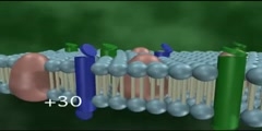 The Schwann Cell and Action Potential