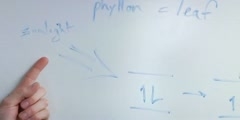 Function of chlorophyll