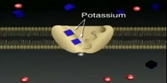 Active Transport Inside a Cell Membrane