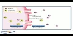 Ionic Regulation Across Cell Membranes