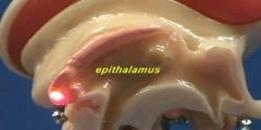 Brain Stem Model - Sagittal View - Thalamus & Epithalamus