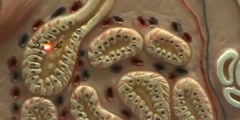 Composite Skin Model - Glands