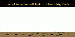 Bioaccumulation of Pollution in Waterways-Animation