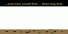 Bioaccumulation of Pollution in Waterways-Animation