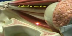 Eye Model - Skeletal Muscles