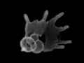 CT scan fossil Planktonic foraminifera