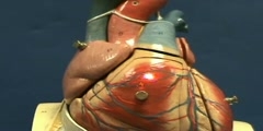 Heart Model I - Anterior Surface