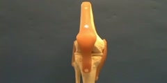 Knee Joint Model - Anterior View