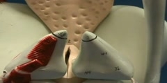 Larynx model posterior view