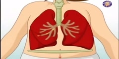 The respiratory system: how does it work