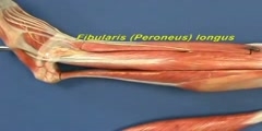 Leg Model - Leg - Lateral Compartment