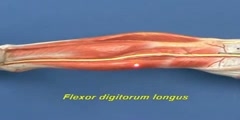 Leg Model - Leg - Posterior Compartment - Deep Muscles