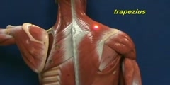 Little Man Model - Trapezius & Longissimus Dorsi