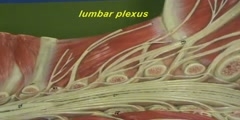 Spinal Cord Model - Lumbar & Sacral Plexus