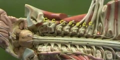 Spinal Cord Model - Naming the Spinal Nerves