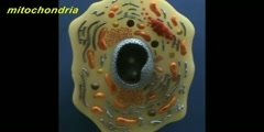 New Cell Model - Membranous Organelles