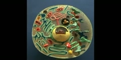 Old Cell Model - Membranous Organelles