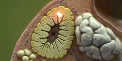 Ovary Model - Corpus Luteum & Corpus Albicans