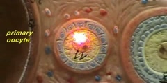 Ovary Model - Primordial & Primary Follicles