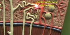 Renal Lobe Model - Juxtaglomerular Nephron